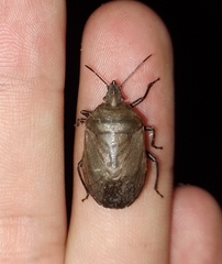 Carpocorini