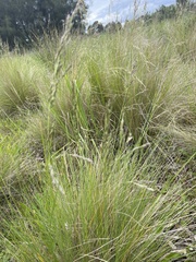 Poa labillardierei