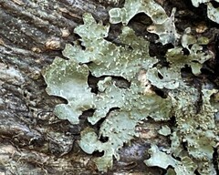 Punctelia jeckeri