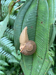 Parthena acutangula