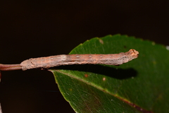 Ectropis