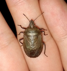 Carpocorini