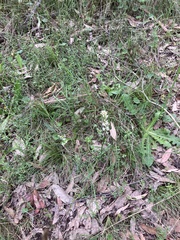 Stackhousia monogyna