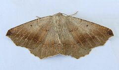 Prochoerodes forficaria