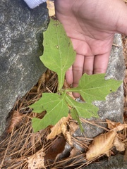 Smallanthus uvedalia