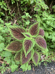 Coleus scutellarioides