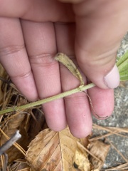 Smallanthus uvedalia