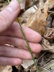 Spiranthes vernalis