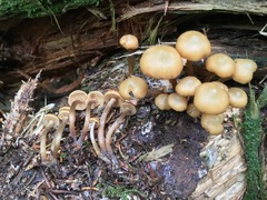 Kuehneromyces