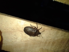 Carpocorini