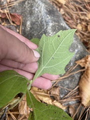 Smallanthus uvedalia
