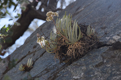 Dudleya densiflora