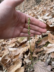 Spiranthes vernalis