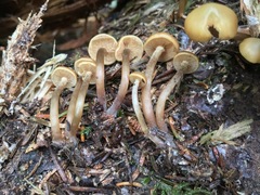 Kuehneromyces