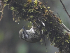 Picumnus innominatus