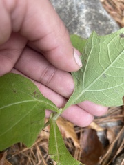 Smallanthus uvedalia