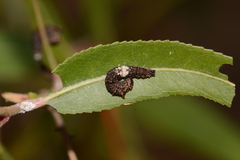 Limenitis