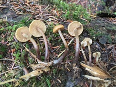 Kuehneromyces