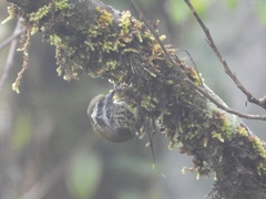 Picumnus innominatus