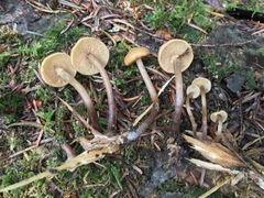 Kuehneromyces