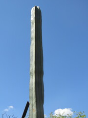 Lophocereus marginatus