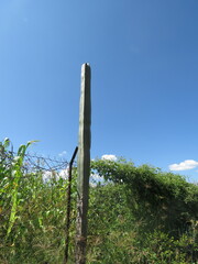 Lophocereus marginatus