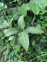 Sanchezia parvibracteata