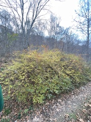 Forsythia × intermedia