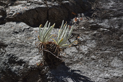 Dudleya densiflora
