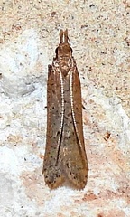 Dichomeris ligulella