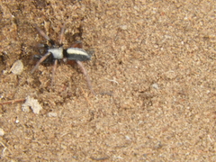 Apopyllus suavis