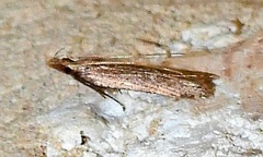 Dichomeris ligulella