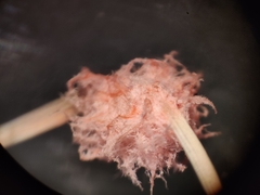 Laetisaria roseipellis