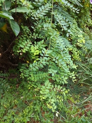 Phyllanthus reticulatus reticulatus