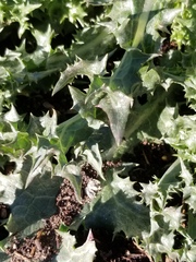 Sonchus asper