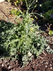 Sonchus asper