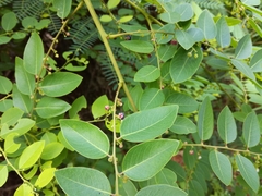 Phyllanthus reticulatus reticulatus