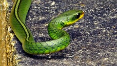 Chironius bicarinatus