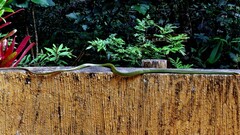 Chironius bicarinatus