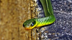 Chironius bicarinatus