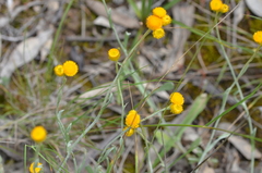Chrysocephalum apiculatum