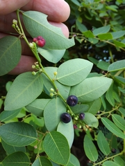 Phyllanthus reticulatus reticulatus