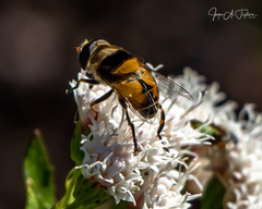 Palpada pusilla