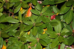 Rhododendron catawbiense
