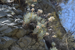 Dudleya densiflora