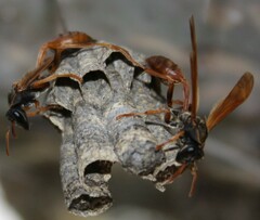 Mischocyttarus drewseni