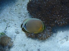 Chaetodon lunulatus