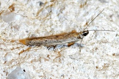 Homoeosoma electella