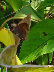 Panyapedaliodes drymaea