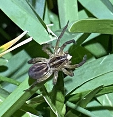 Lycosinae